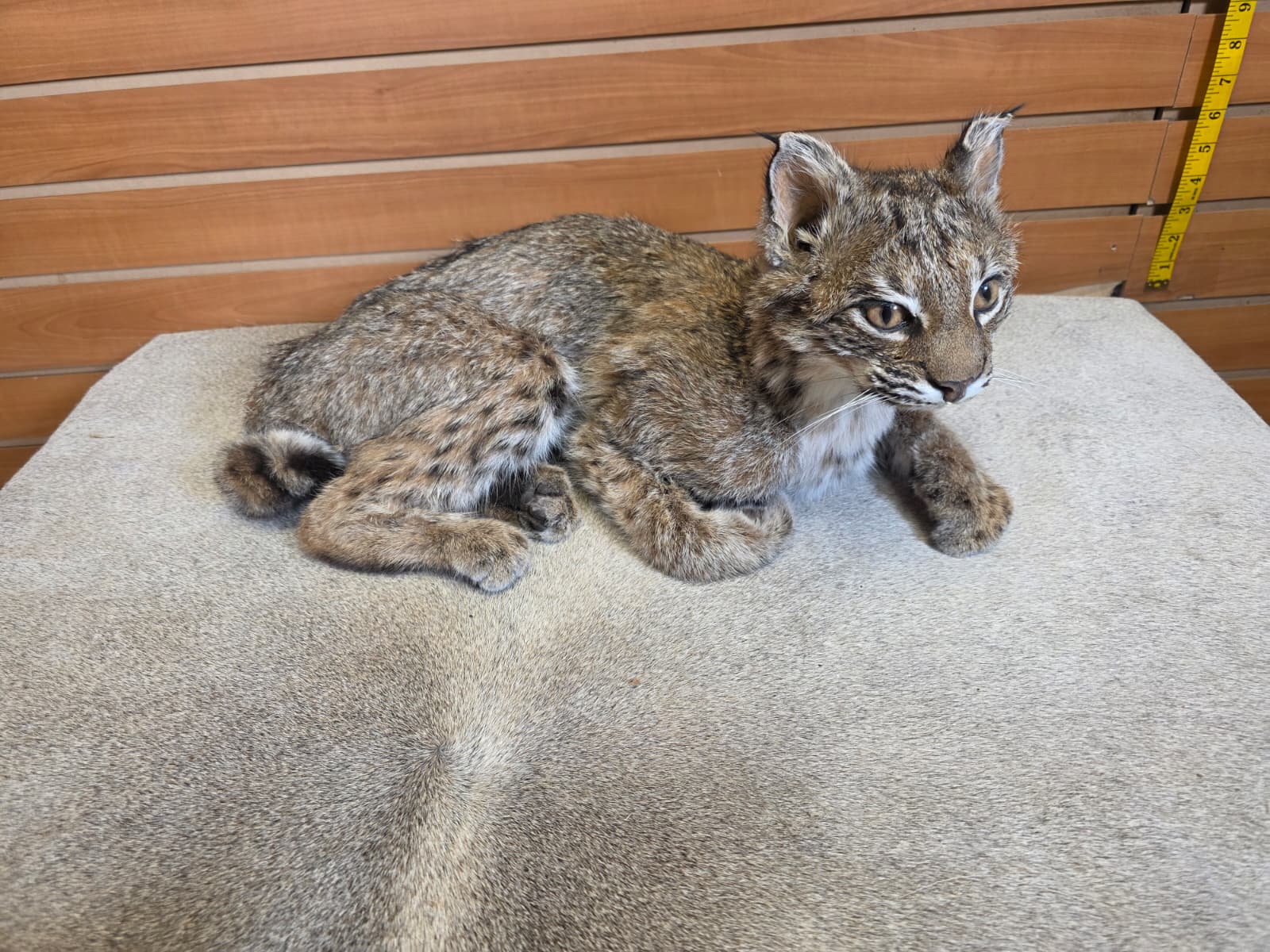 FHAB20 - Bobcat – Full-body Taxidermy Mount