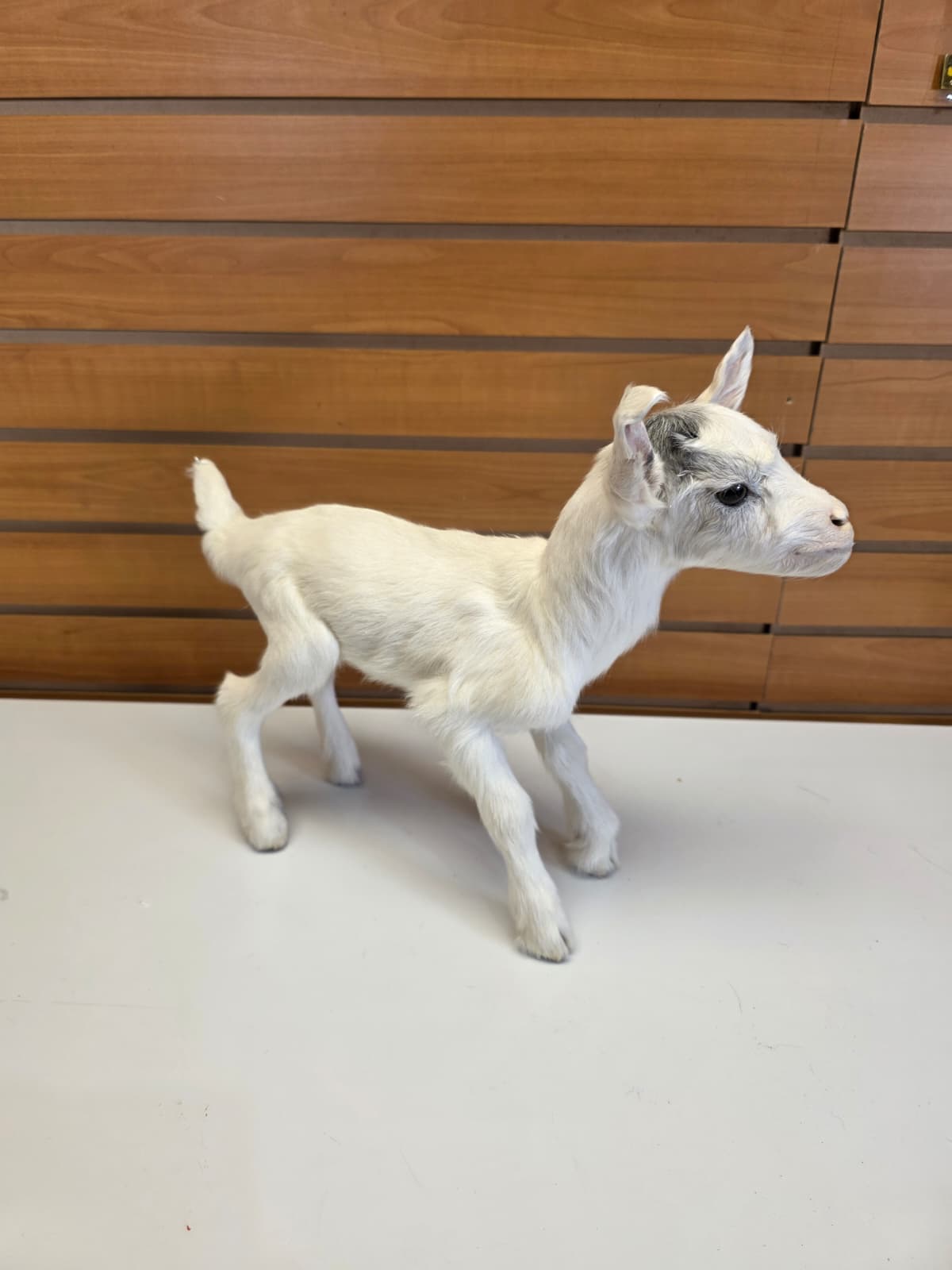 FHB13 - White Kid Goat – Full Body Taxidermy Mount