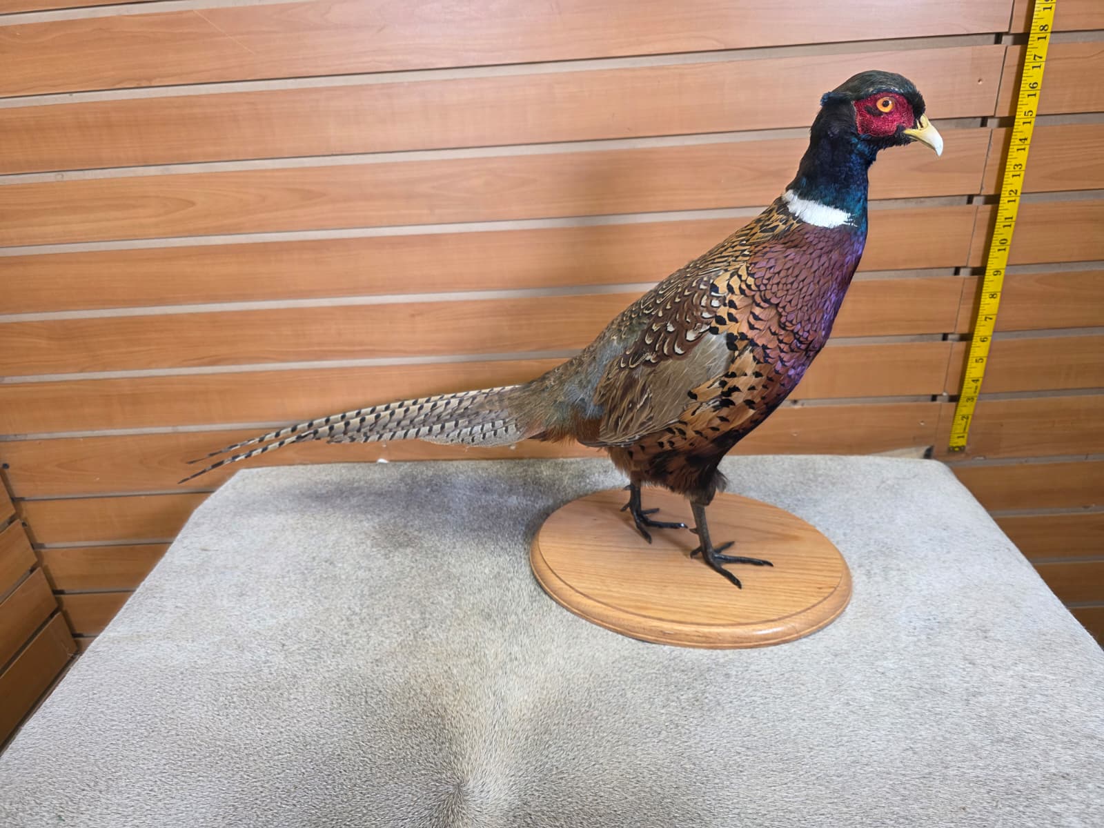 FHAB21 - Ringneck – Full-body Taxidermy Mount