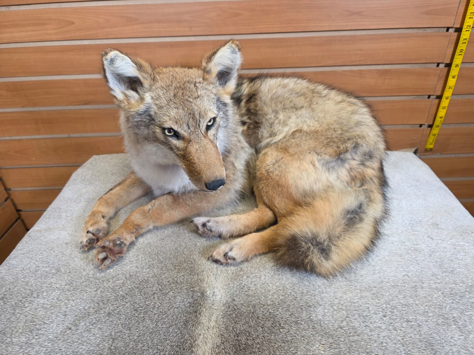 KMCY10 - Full-Body Coyote Taxidermy Mount