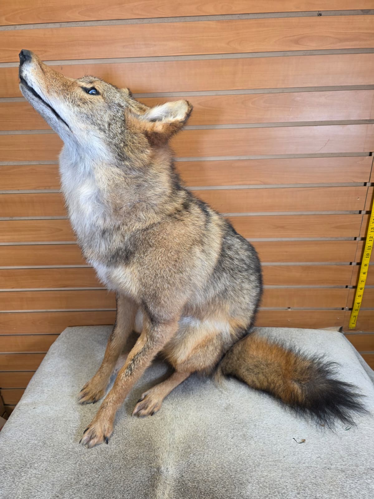 KMCY17 - Full-Body Coyote Taxidermy Mount