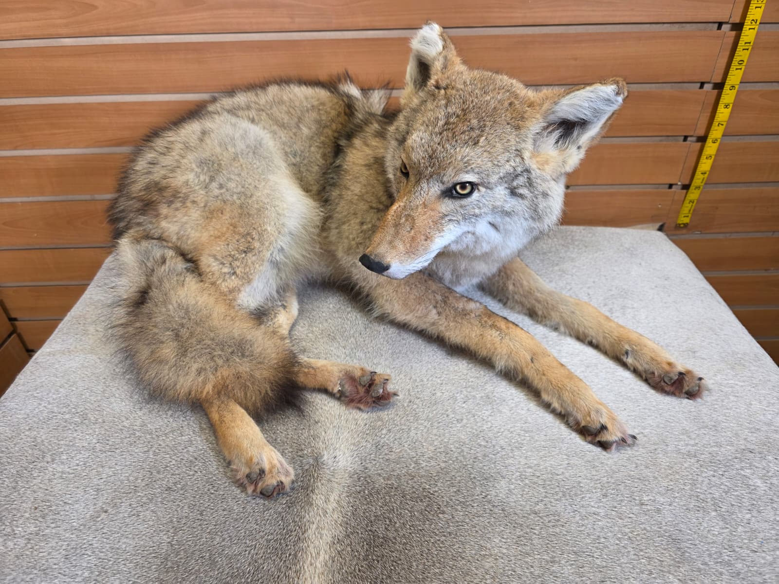 KMCY19 - Full-Body Coyote Taxidermy Mount