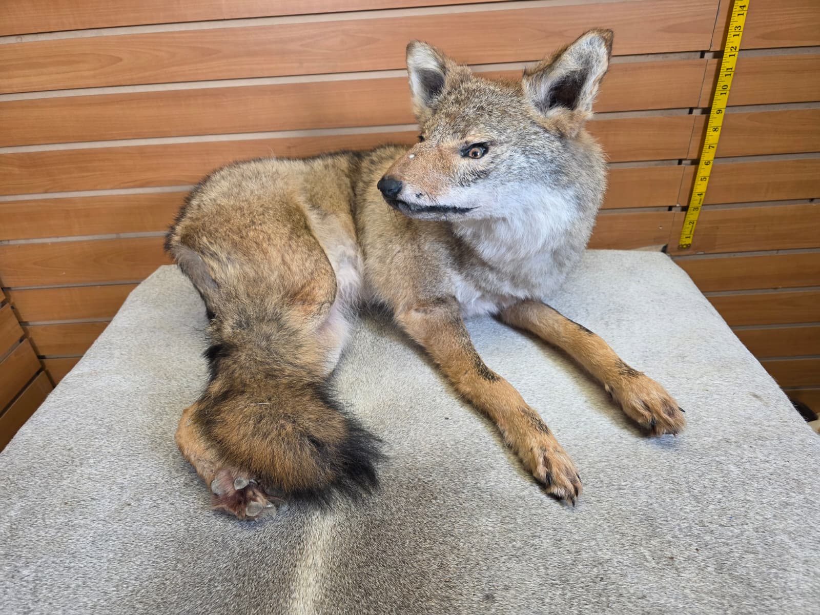 KMCY18 - Full-Body Coyote Taxidermy Mount
