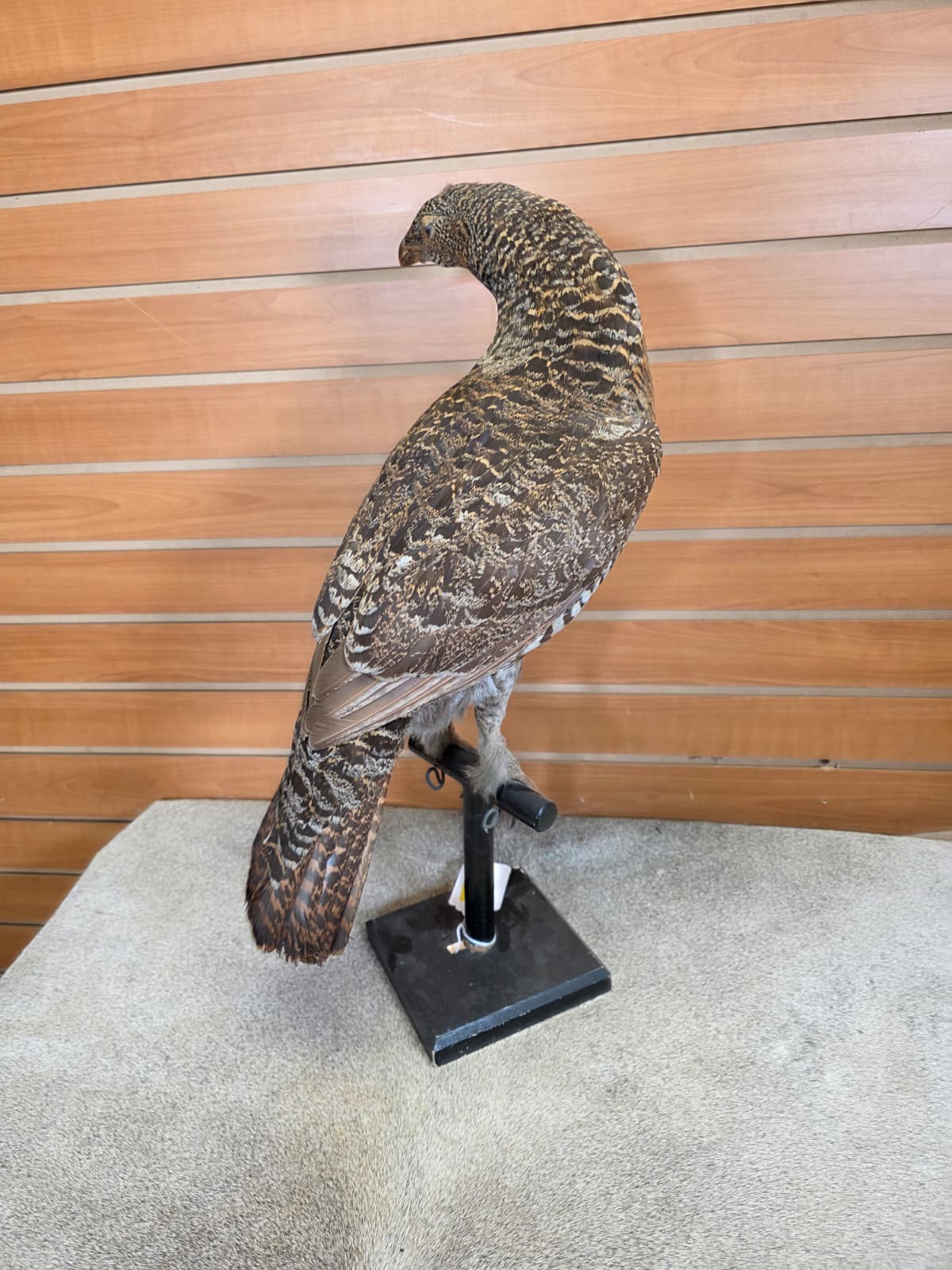 JTV109 - Western Capercaille Hen (Grouse) – Full-body Taxidermy Mount