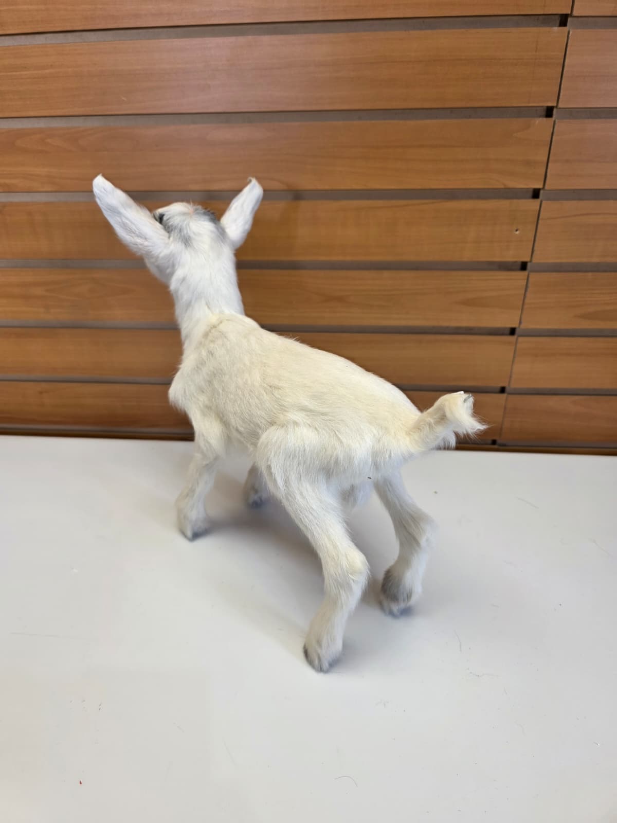 FHB13 - White Kid Goat – Full Body Taxidermy Mount