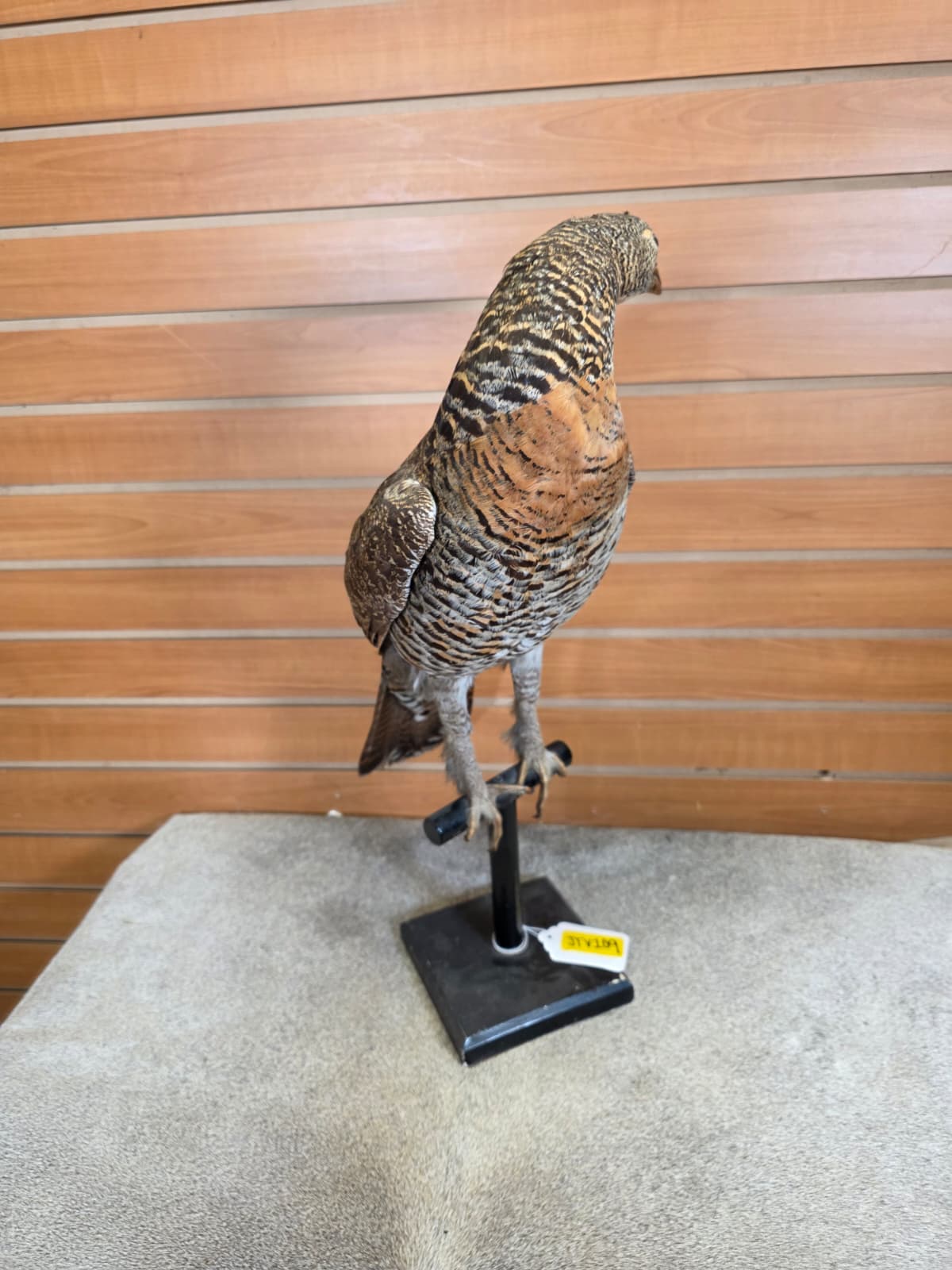 JTV109 - Western Capercaille Hen (Grouse) – Full-body Taxidermy Mount