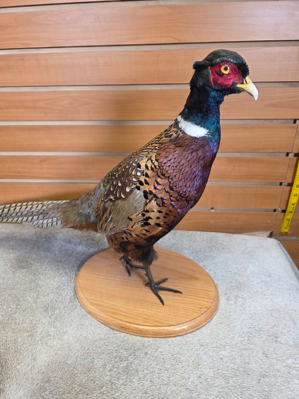 FHAB21 - Ringneck – Full-body Taxidermy Mount