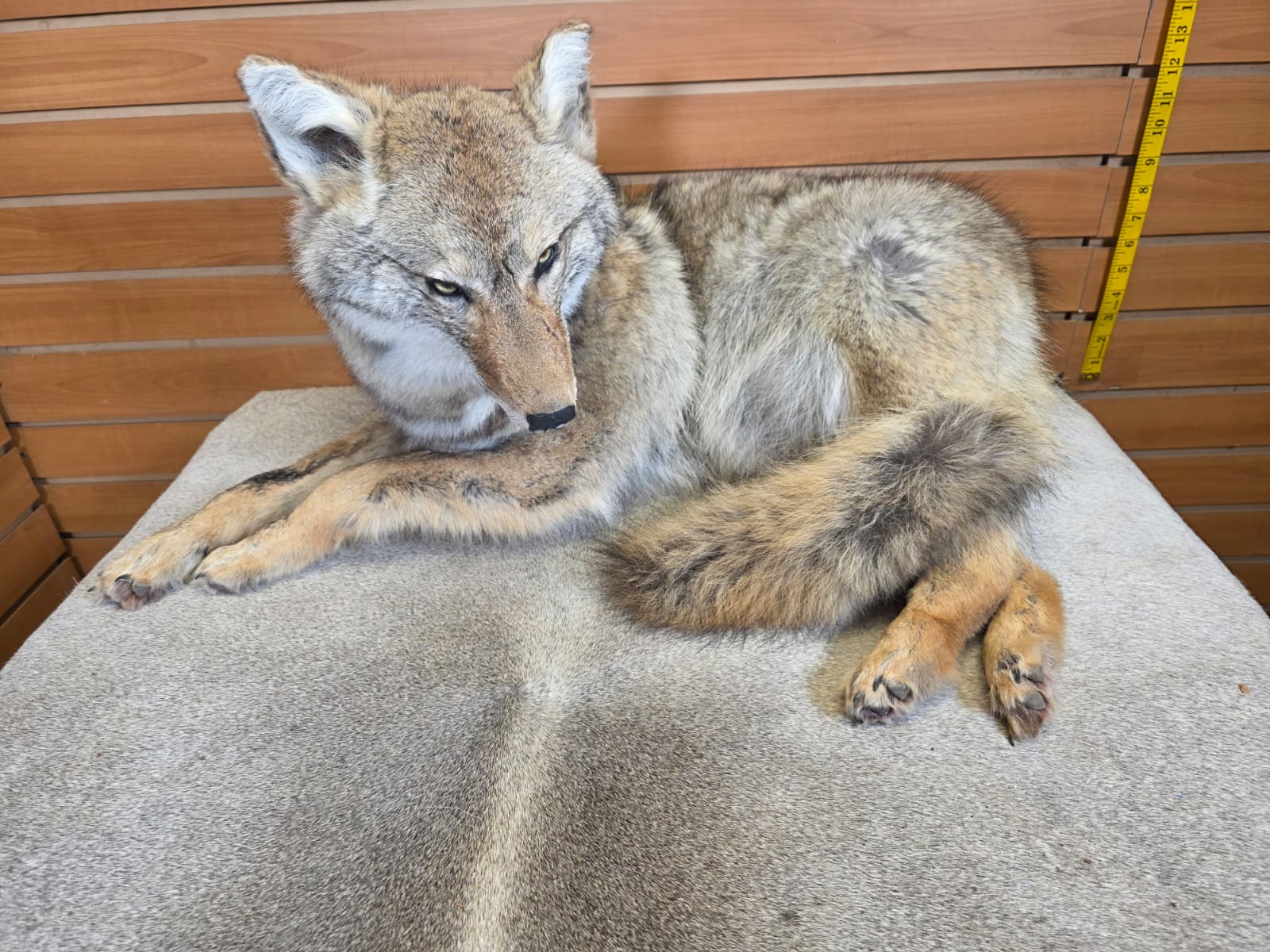 KMCY20 - Full-Body Coyote Taxidermy Mount