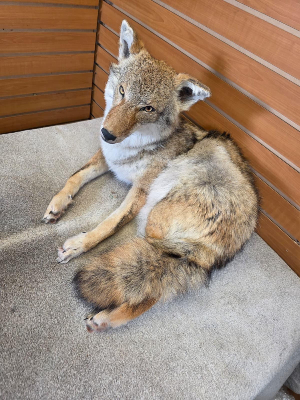 KMCY16 - Full-Body Coyote Taxidermy Mount