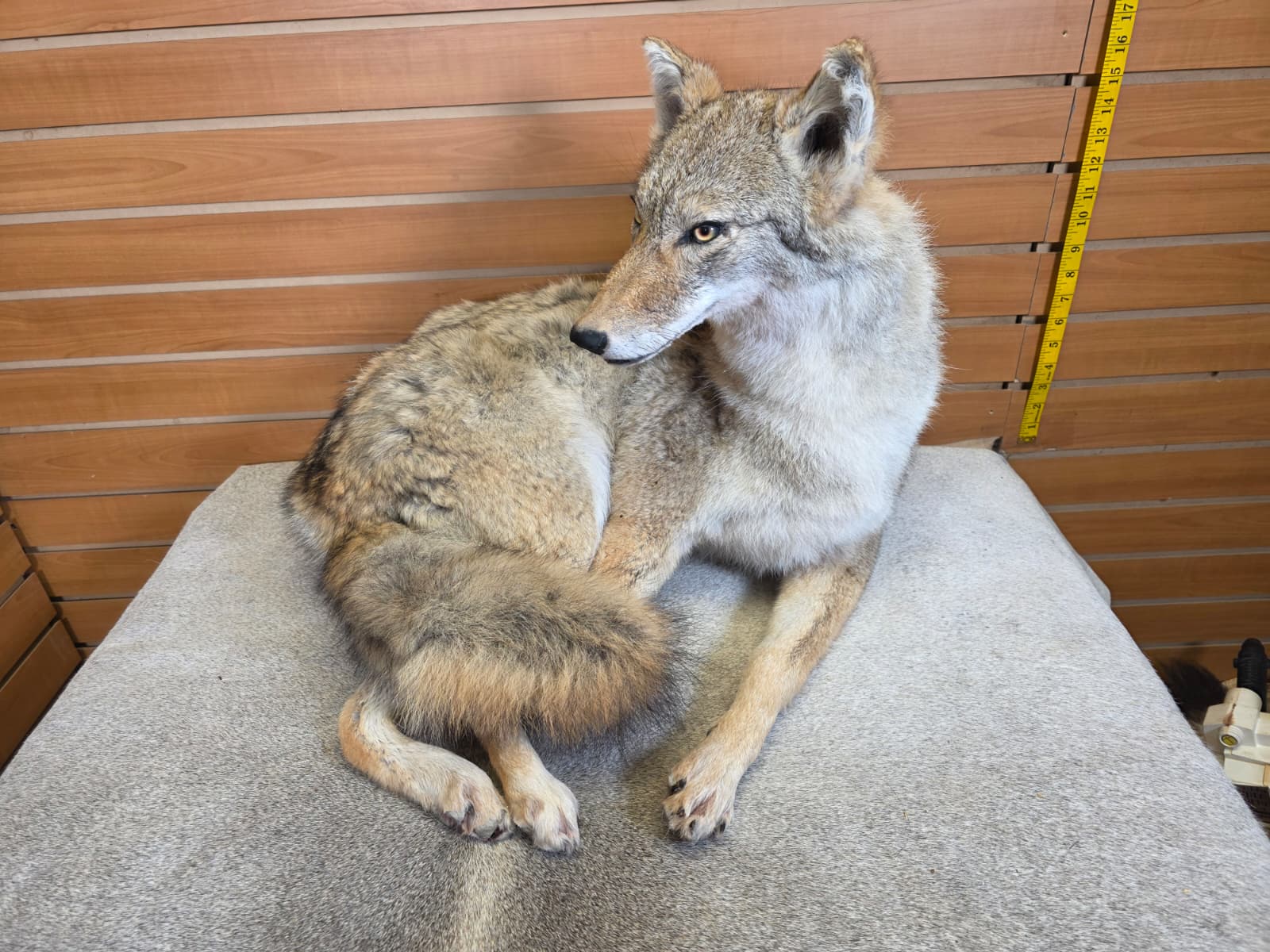 KMCY15 - Full-Body Coyote Taxidermy Mount