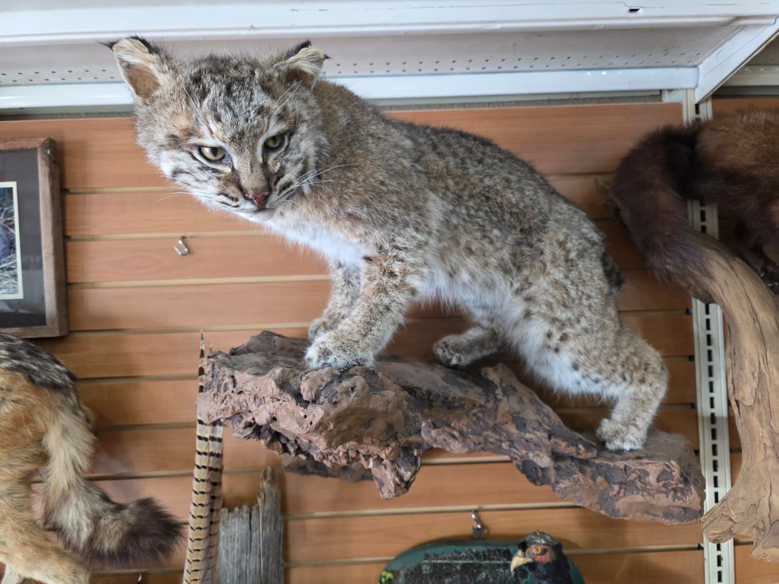 FHAB23 - Bobcat – Full-body Taxidermy Mount