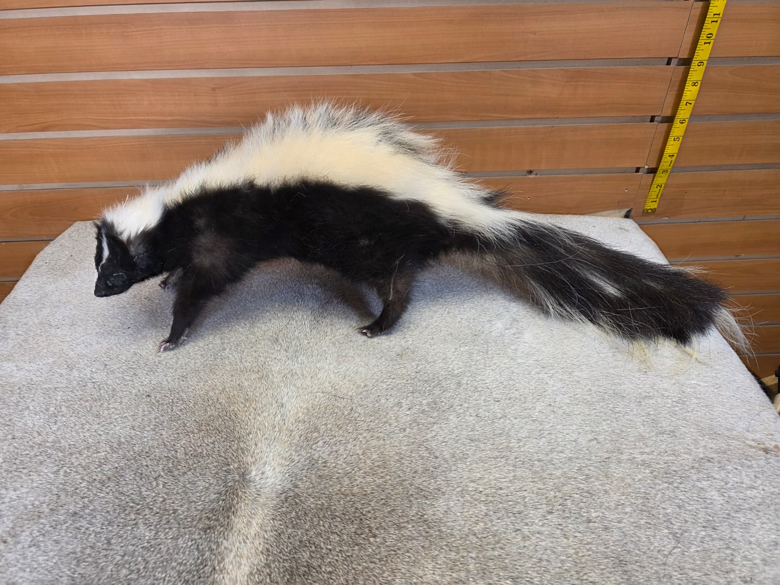 KMSK17 - Full-Body Skunk Taxidermy Mount