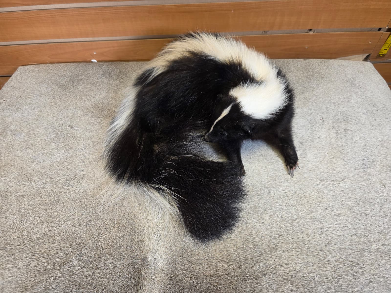 KMSK12 - Full-Body Skunk Taxidermy Mount