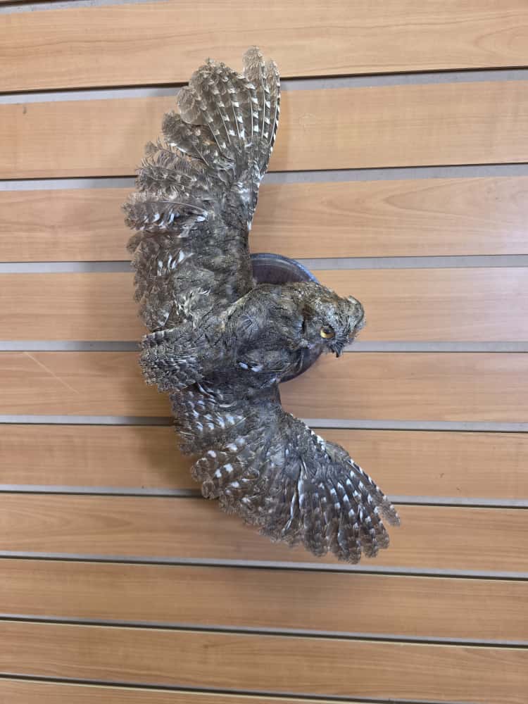 JTV274 - Eurasian Scops Owl Full Mount