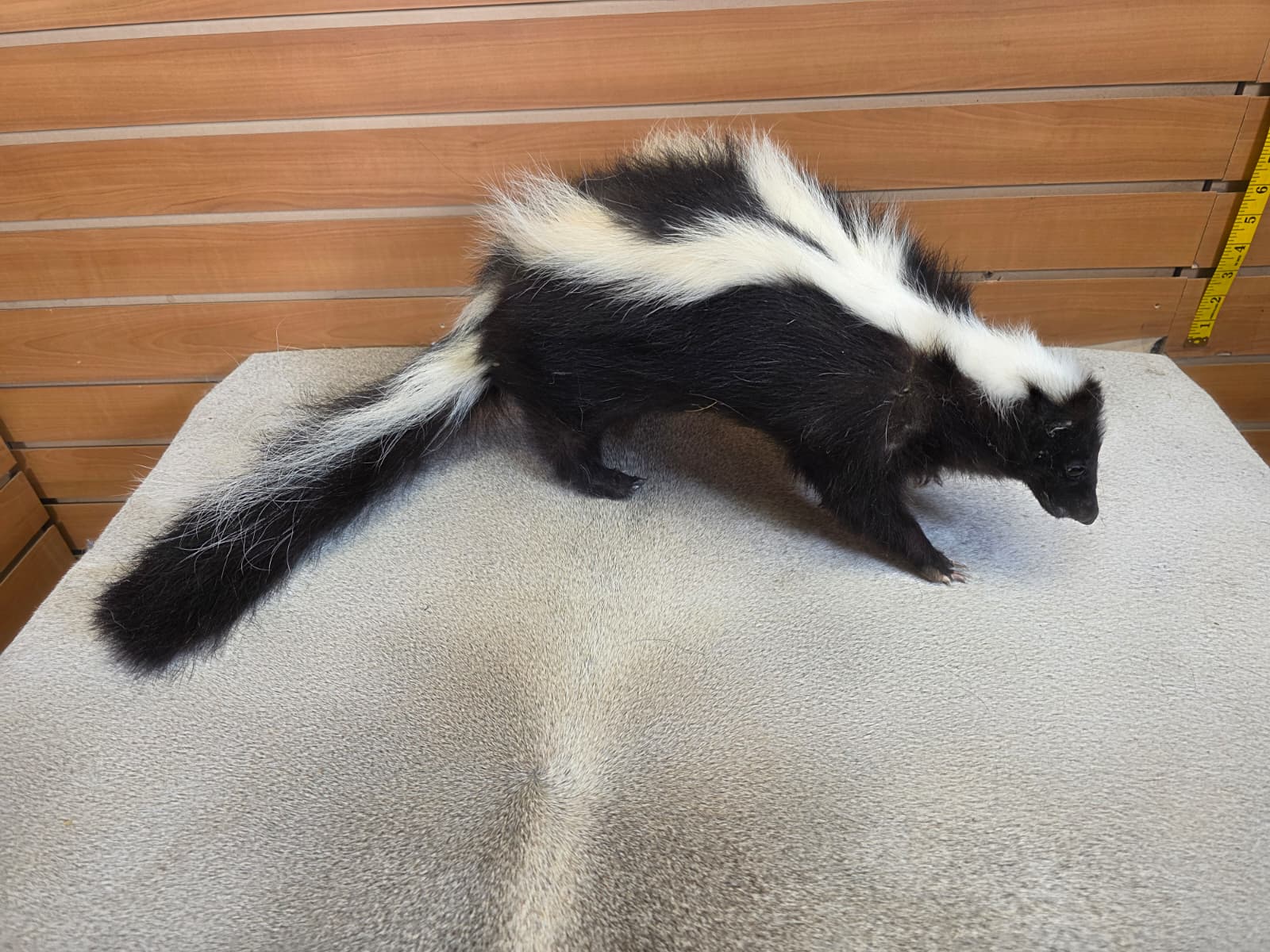KMSK16 - Full-Body Skunk Taxidermy Mount