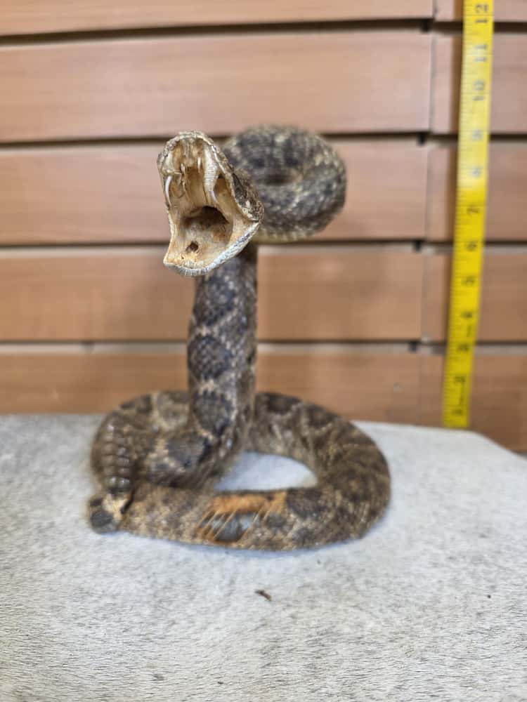 JTV280 - Full-Body Rattlesnake Taxidermy