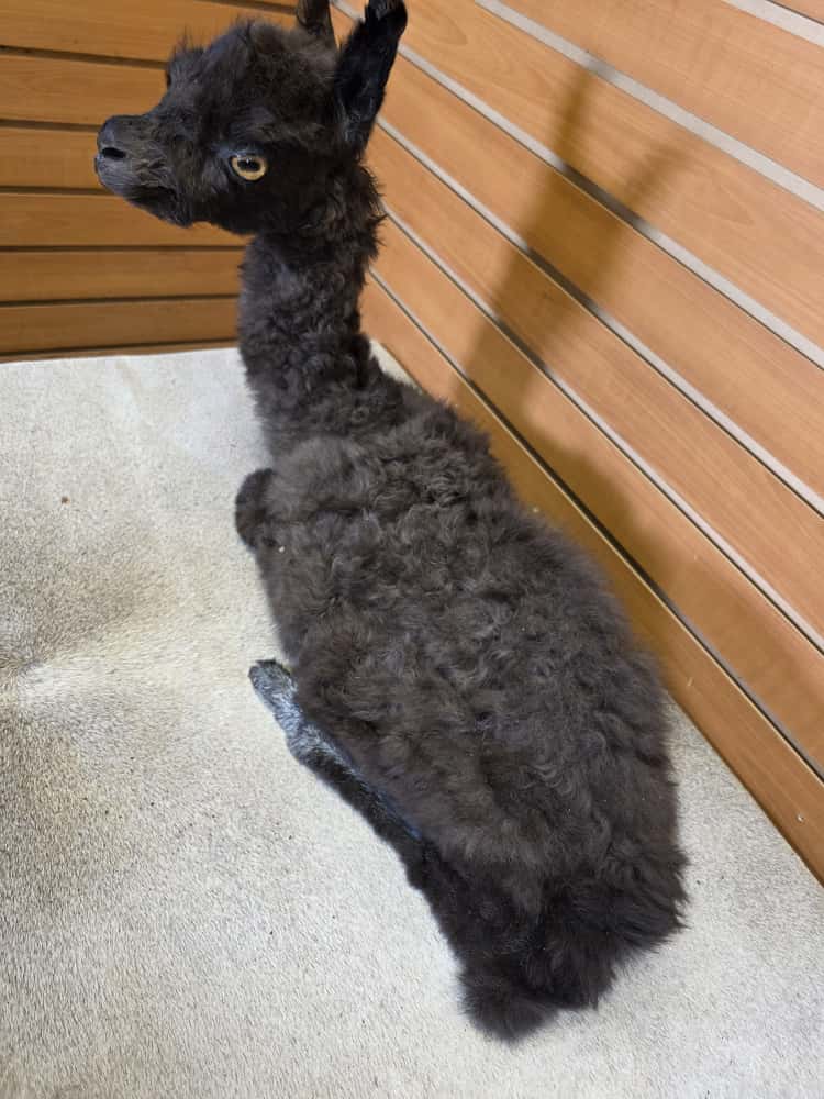 FHAB16 - Huacaya Alpaca – Full Body Mount