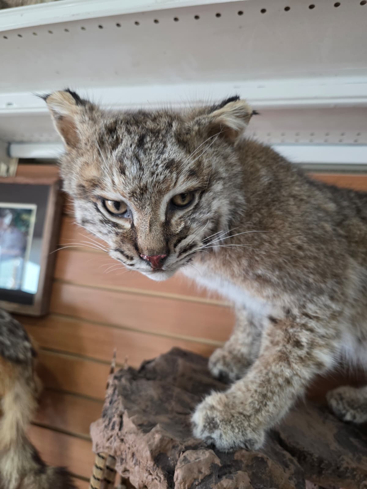 FHAB23 - Bobcat – Full-body Taxidermy Mount