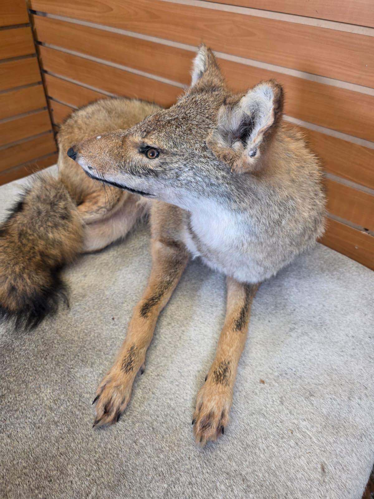 KMCY18 - Full-Body Coyote Taxidermy Mount