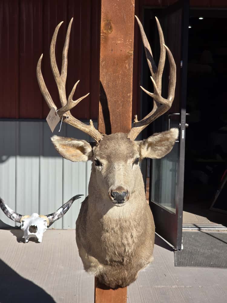 FHRAN2 - Mule Deer Head Taxidermy Mount