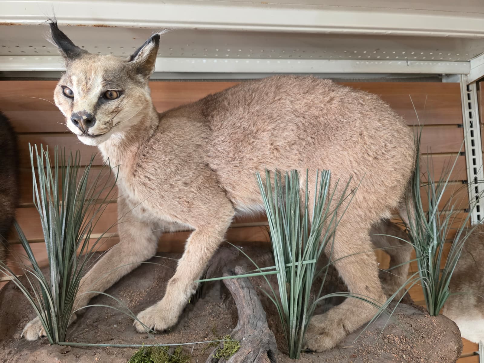FHAB22 - Caracal – Full-body Taxidermy Mount