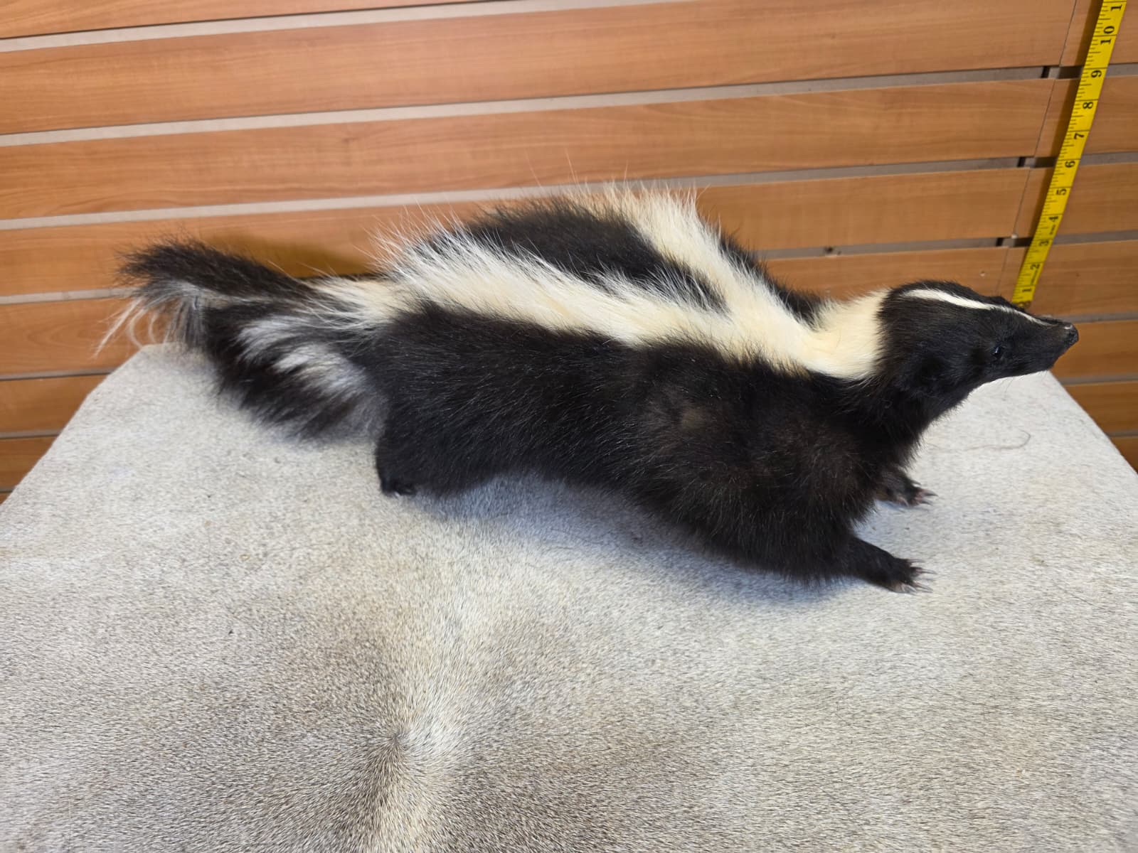 KMSK32 - Full-Body Skunk Taxidermy Mount
