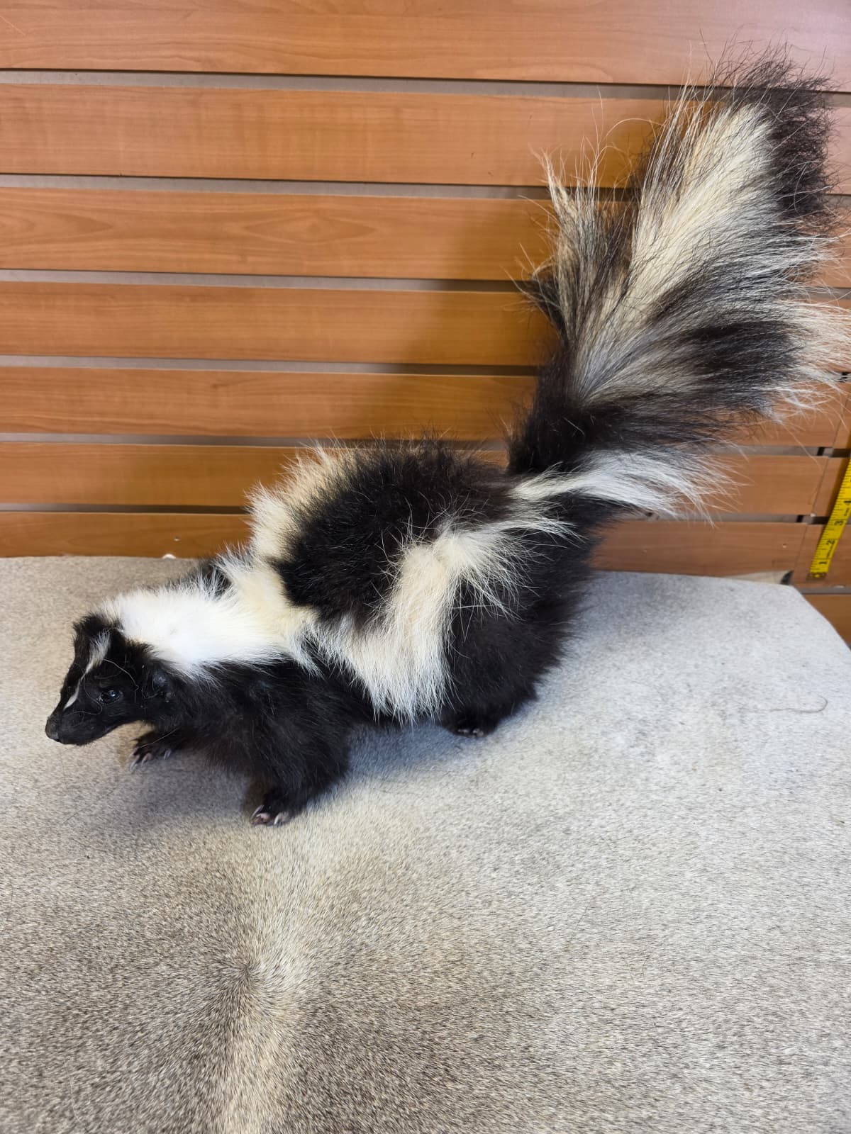 KMSK30 - Full-Body Skunk Taxidermy Mount