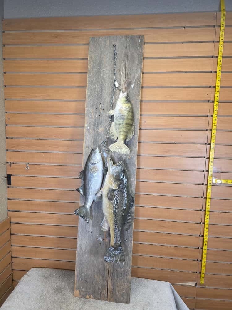 FHCM63 - Florida Bass Full Mount – Set of 3