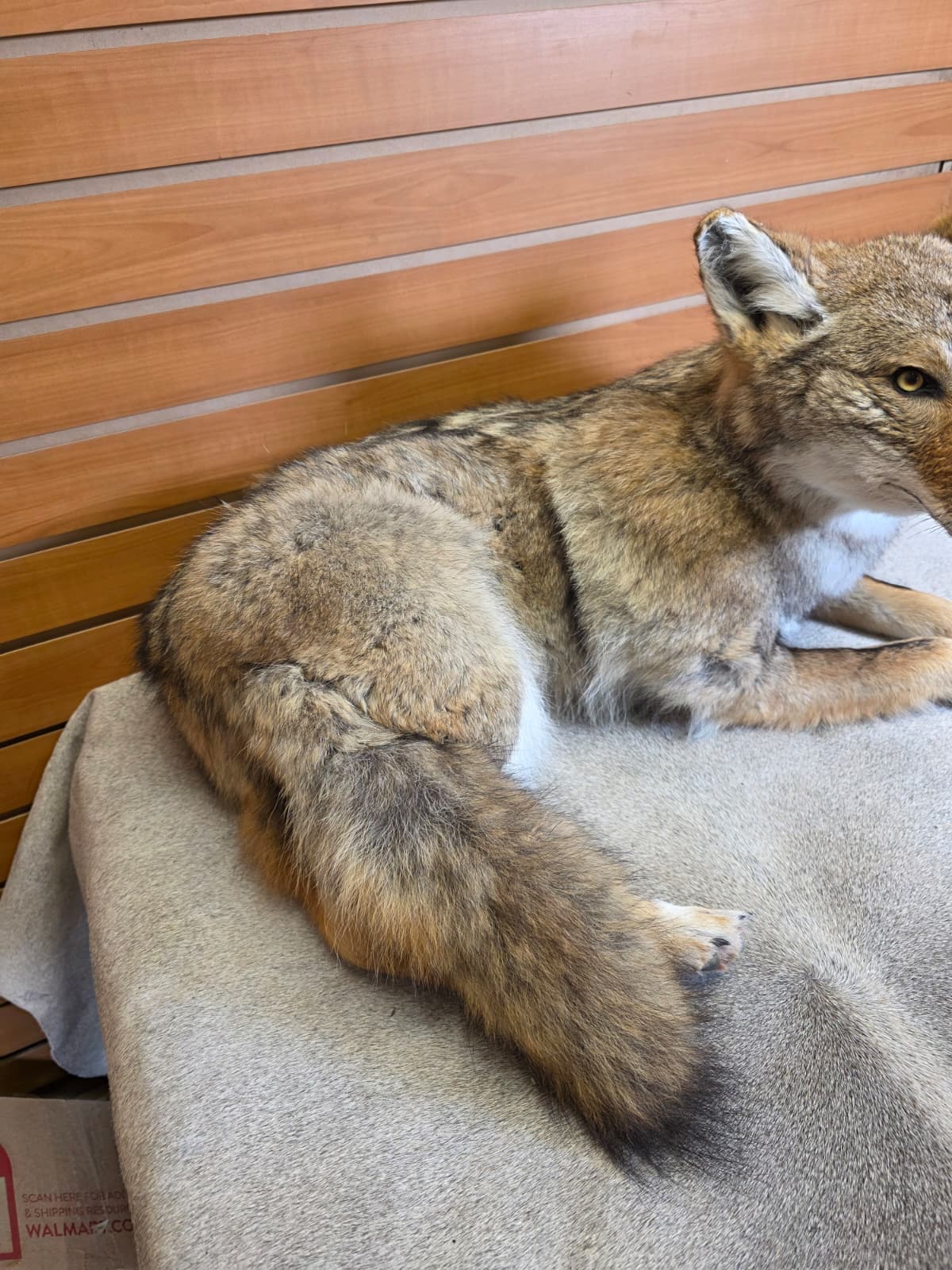 KMCY13 - Full-Body Coyote Taxidermy Mount