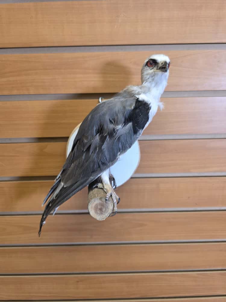 JTV279 - Black-winged Kite Full Mount