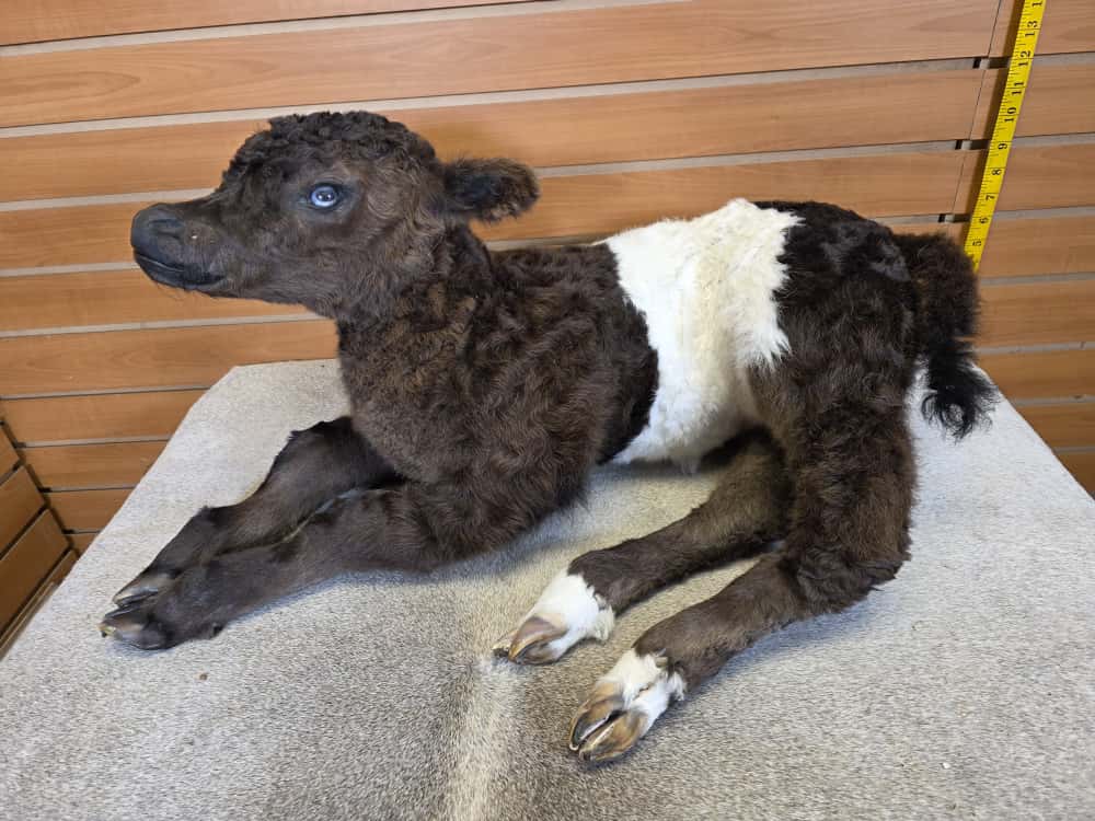 FHAB13 - Buffalo taxidermy mount (Cross Cow) Beeffalo