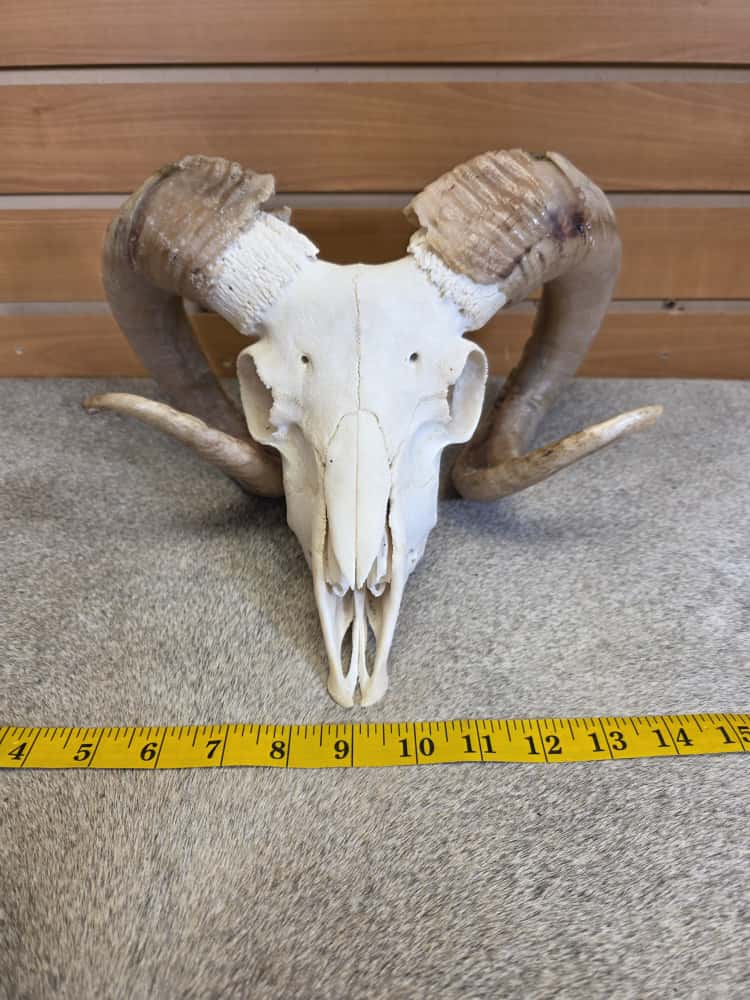 JTV289 - Ram Skull – Full Curl – Taxidermy Mount