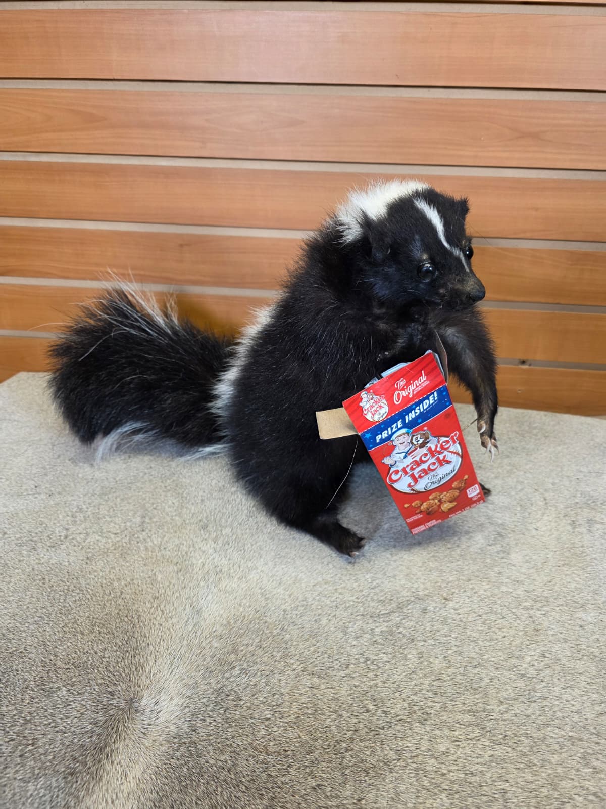 KMSK35 - Full-Body Skunk Taxidermy Mount