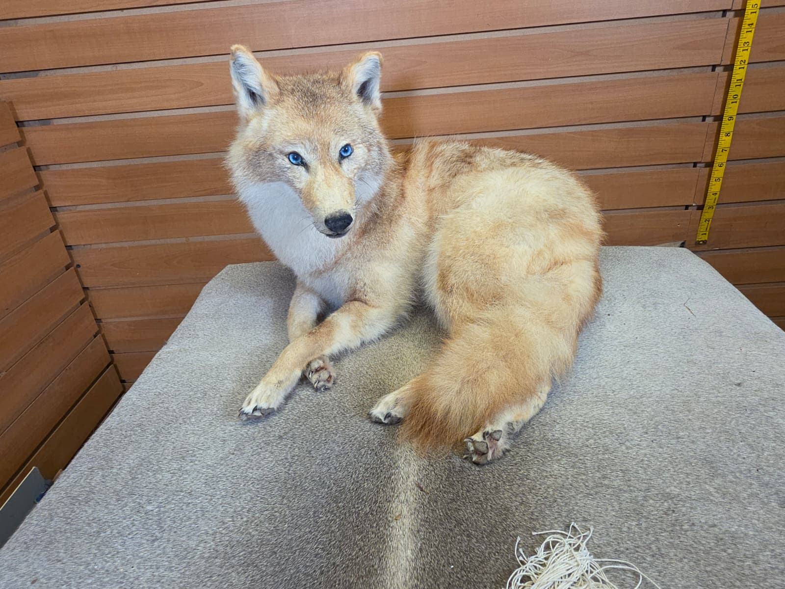 KMCY31 - Full-Body Coyote Taxidermy Mount