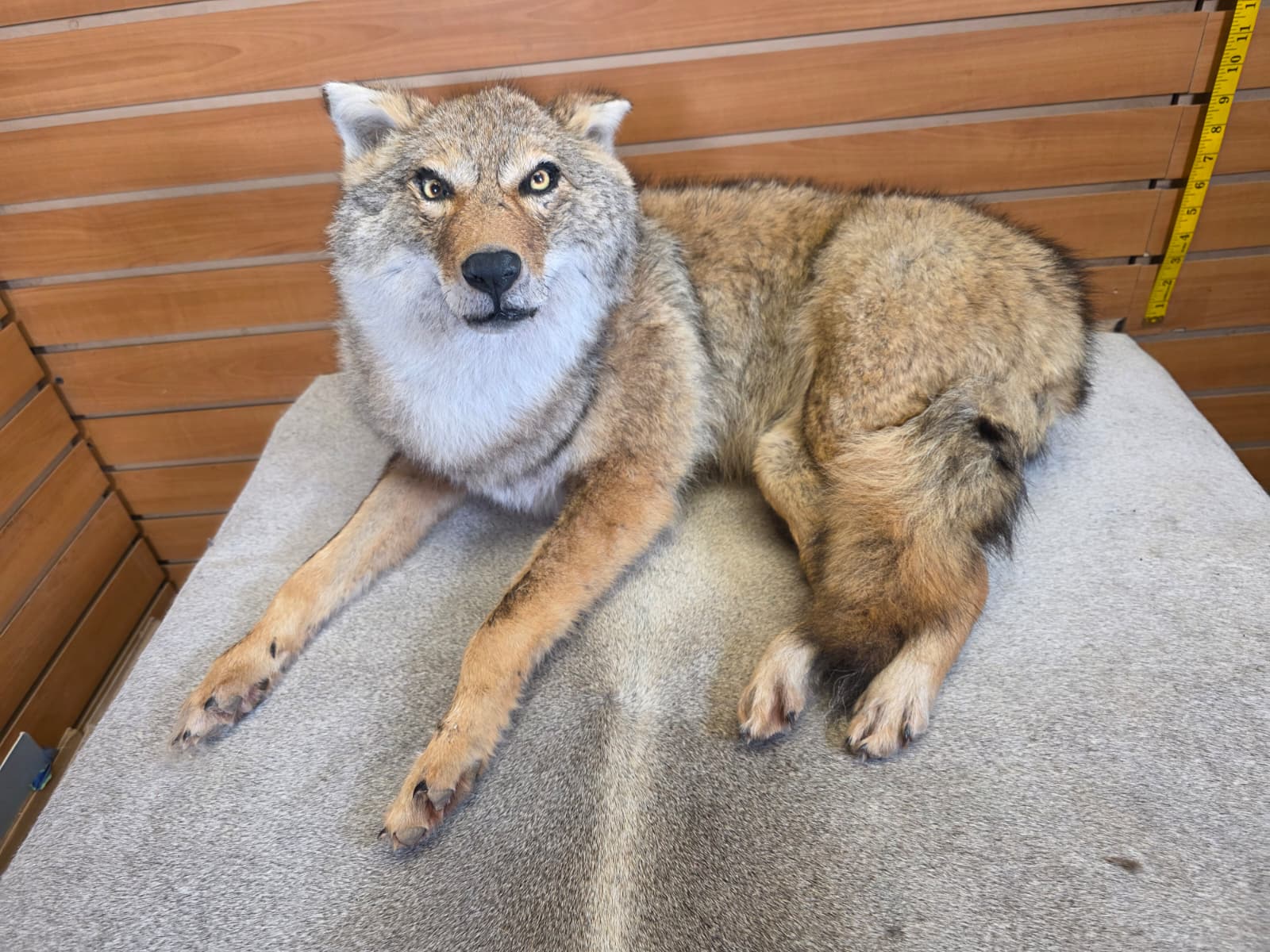 KMCY34 - Full-Body Coyote Taxidermy Mount