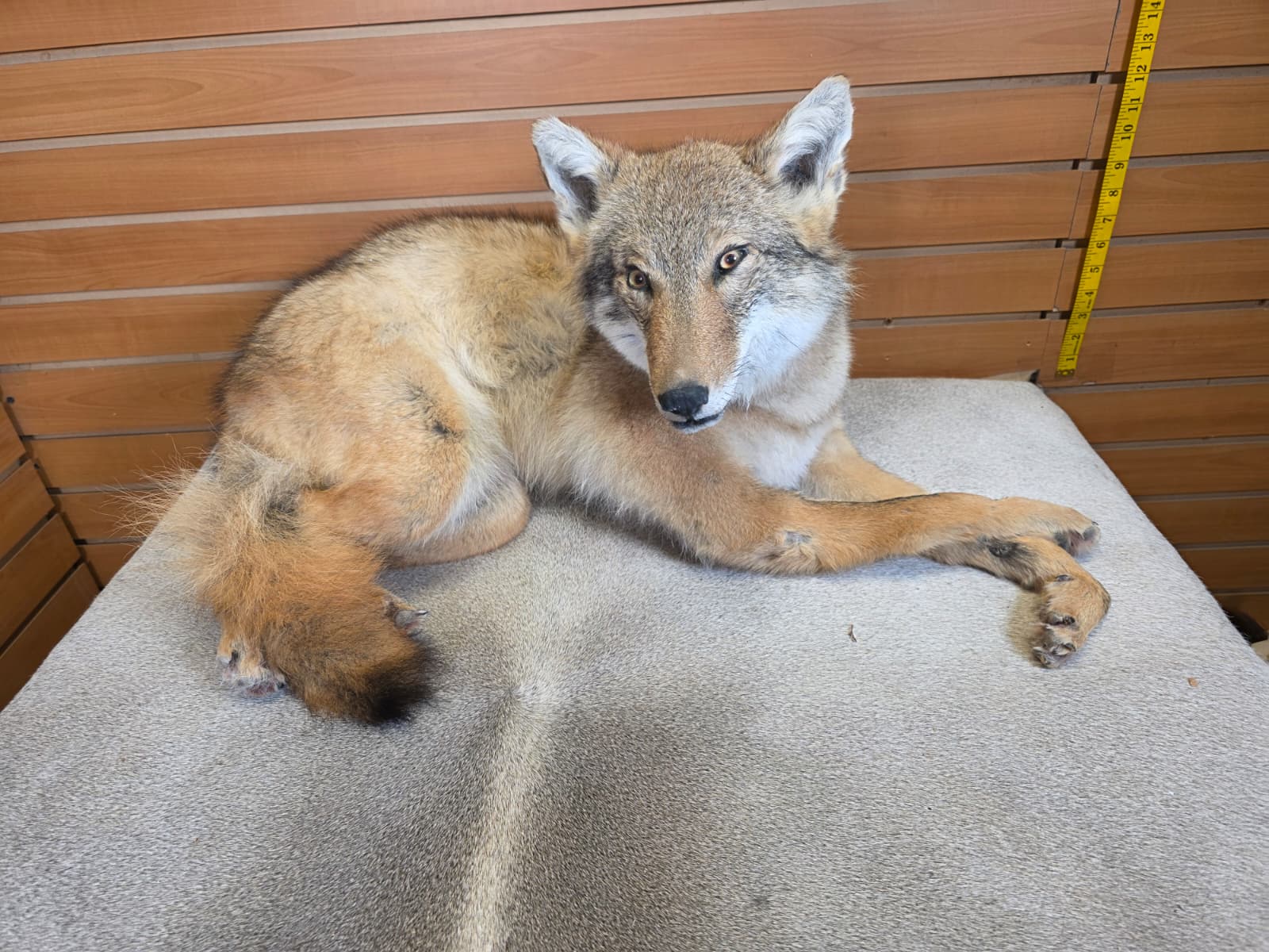 KMCY22 - Full-Body Coyote Taxidermy Mount