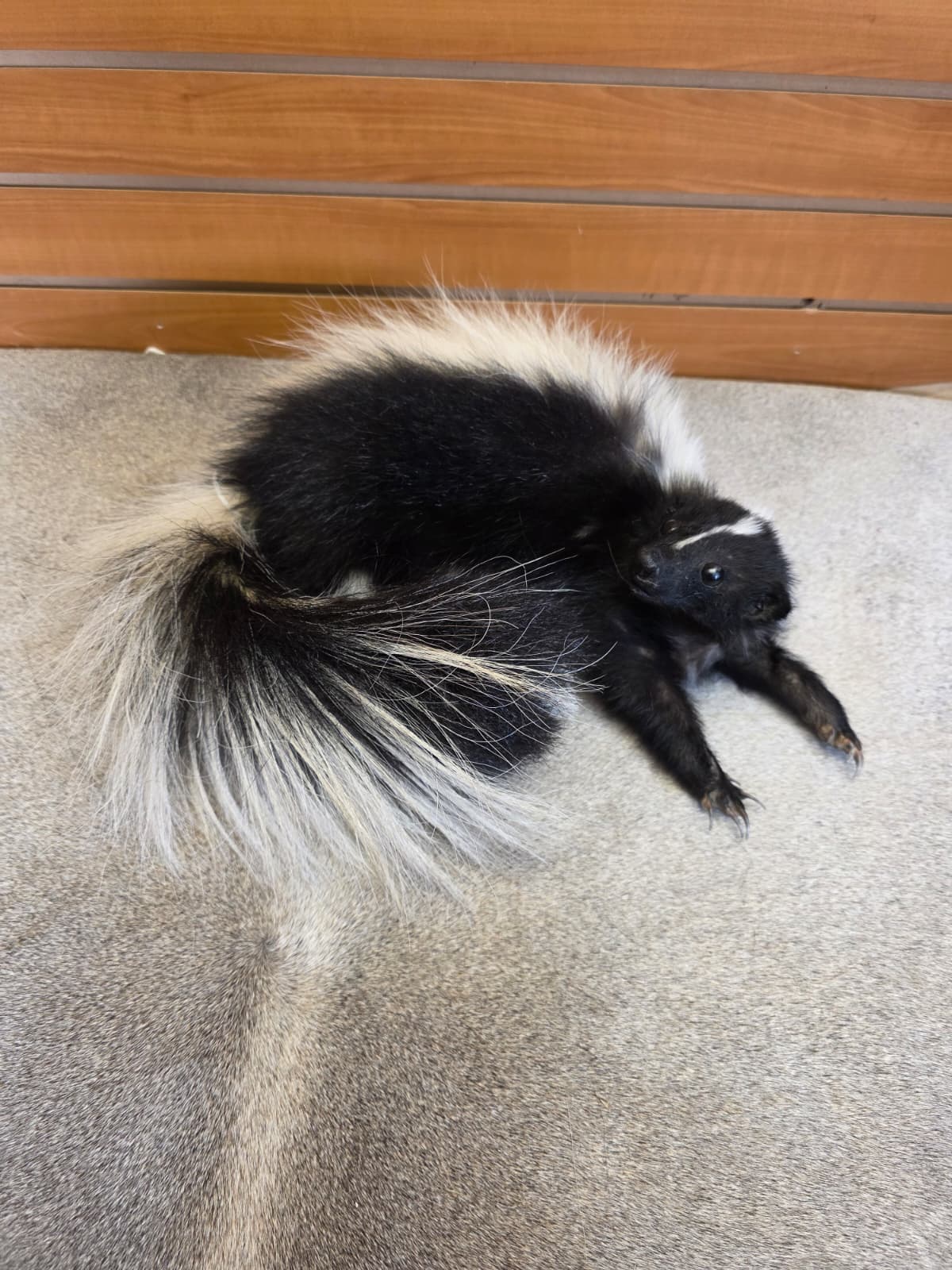 KMSK20 - Full-Body Skunk Taxidermy Mount