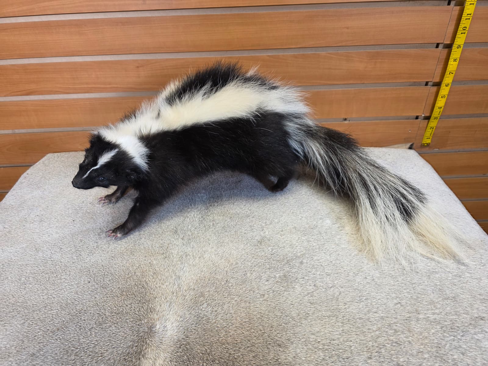 KMSK22 - Full-Body Skunk Taxidermy Mount