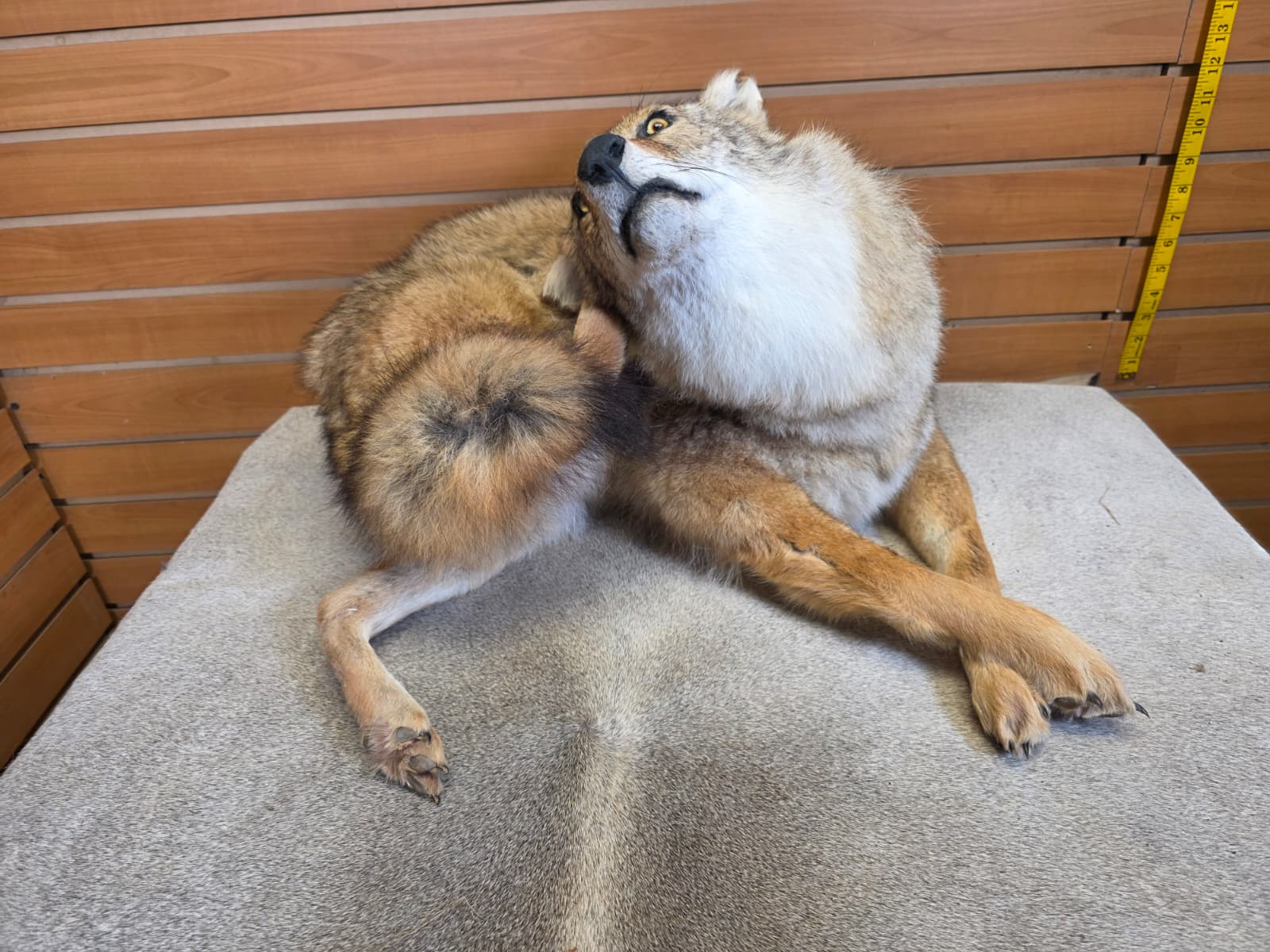 KMCY32 - Full-Body Coyote Taxidermy Mount