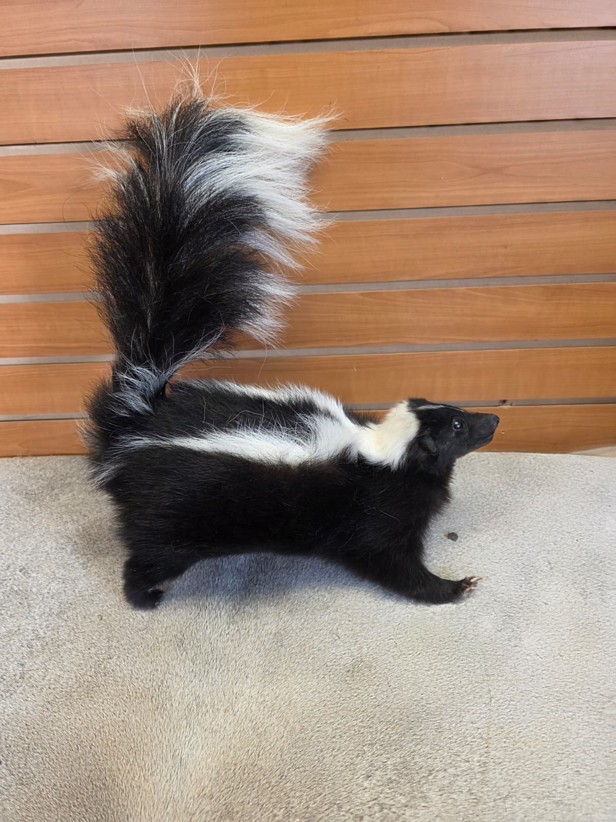 KMSK26 - Full-Body Skunk Taxidermy Mount