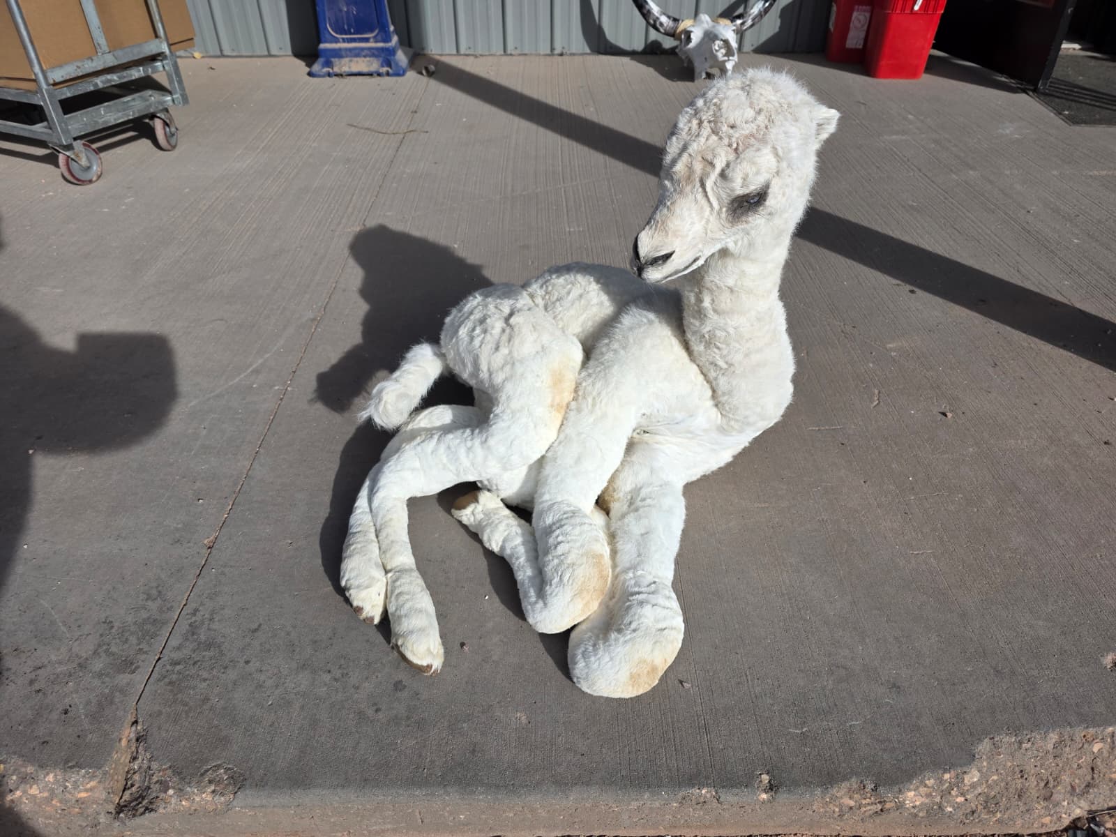 FHAB17 - Alpacas – Camelids Full-Body Taxidermy Mount