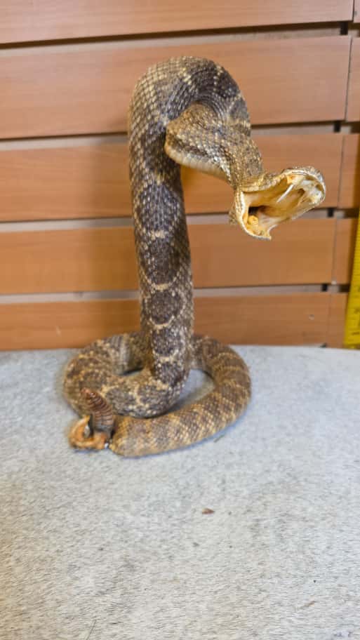 JTV281 - Western Diamondback Rattlesnake – Full Body Mount