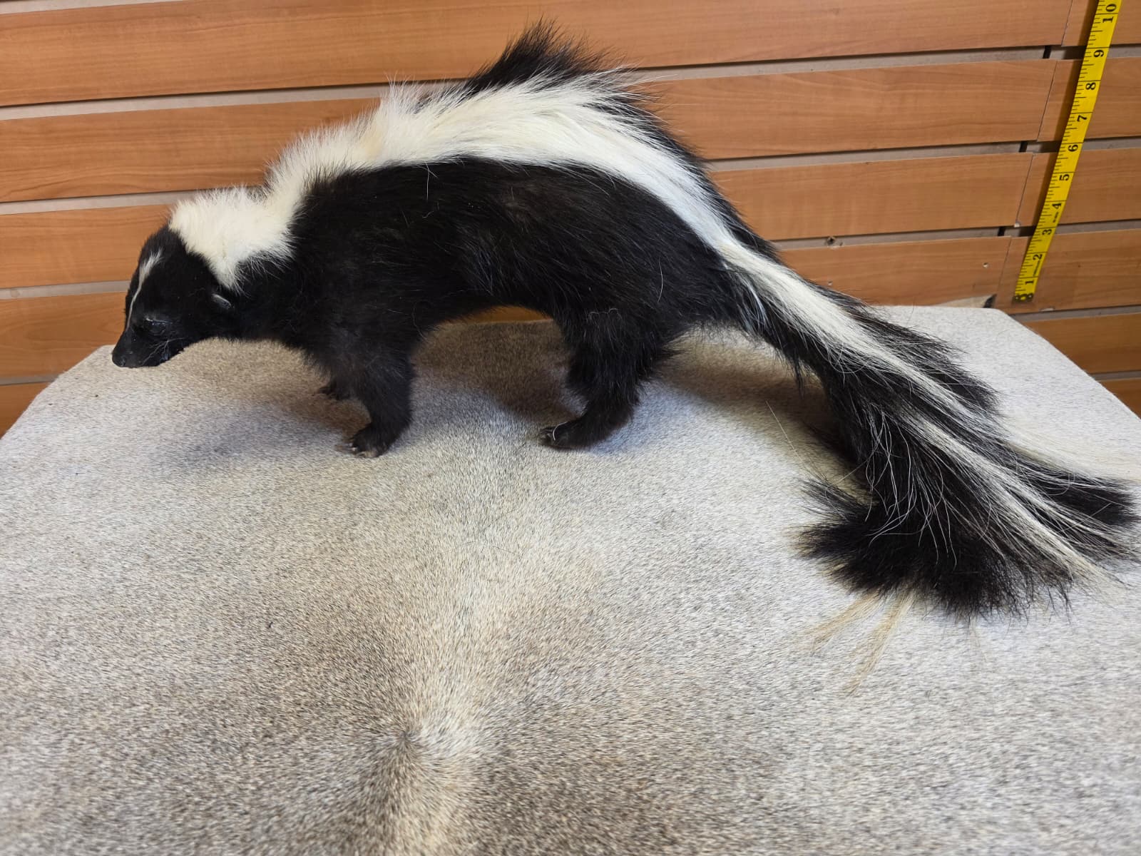 KMSK10 - Full-Body Skunk Taxidermy Mount
