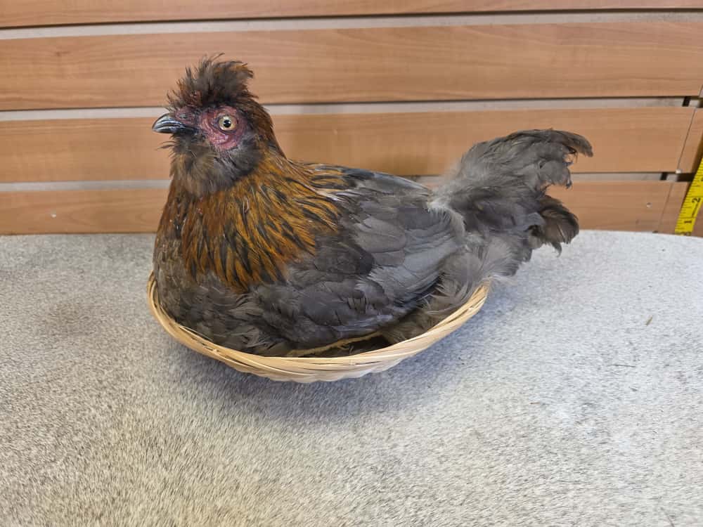 JTV285 - Easter Egger Chicken – Taxidermy in Straw
