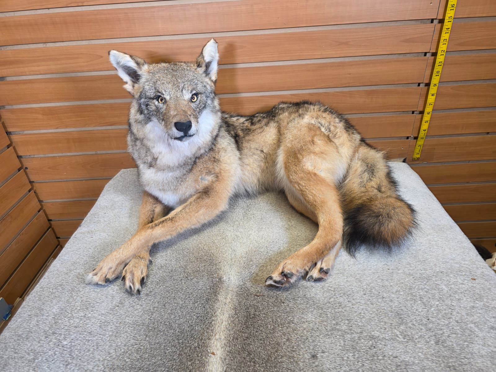 KMCY29 - Full-Body Coyote Taxidermy Mount