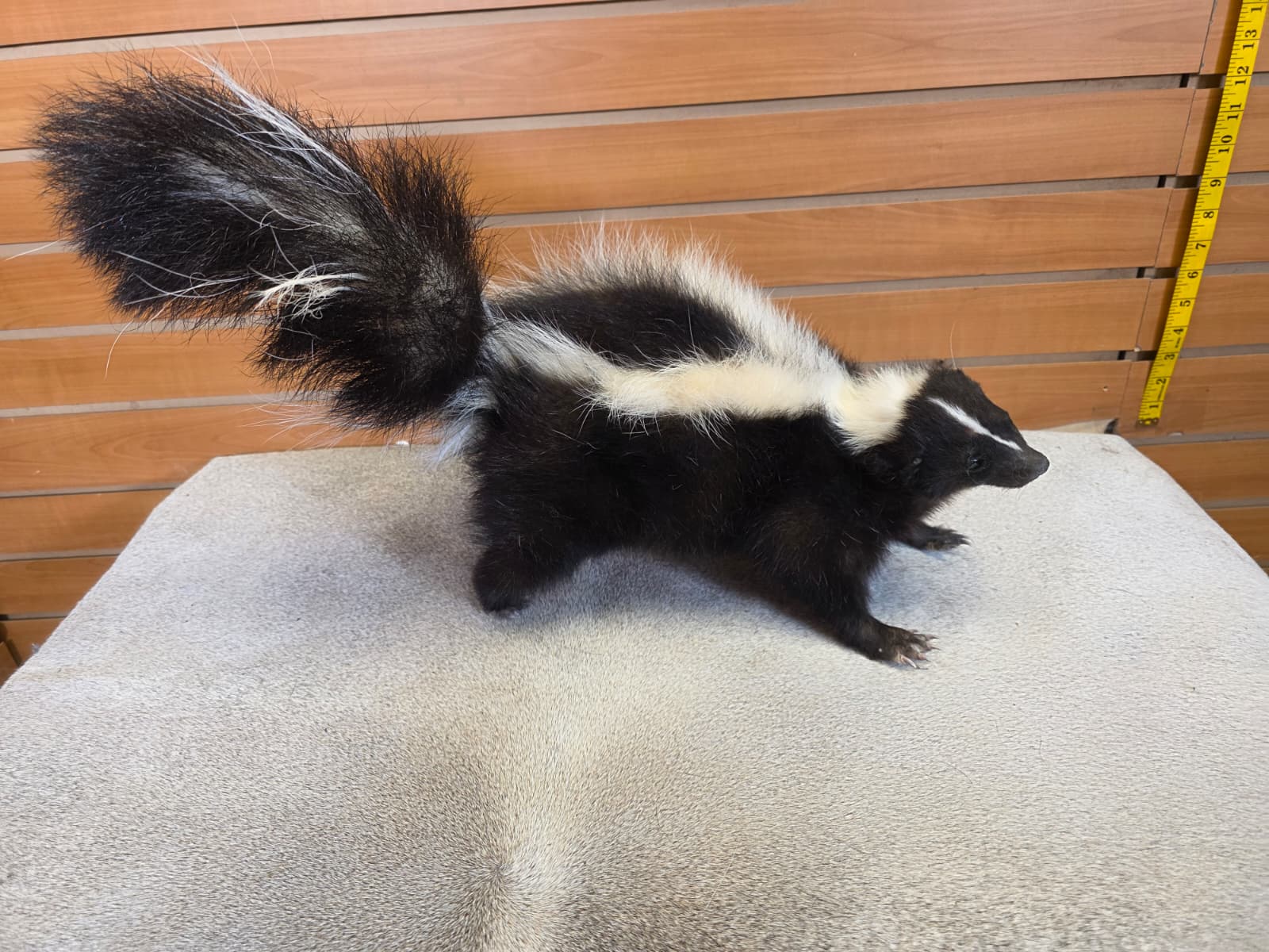 KMSK18 - Full-Body Skunk Taxidermy Mount