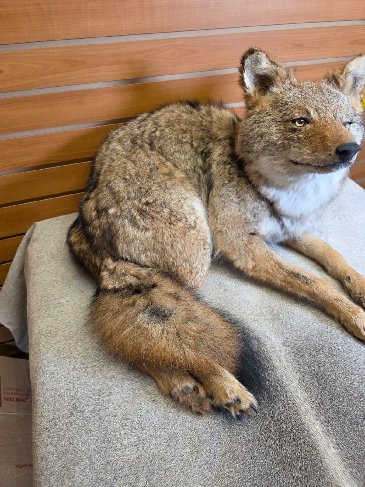 KMCY12 - Full-Body Coyote Taxidermy Mount