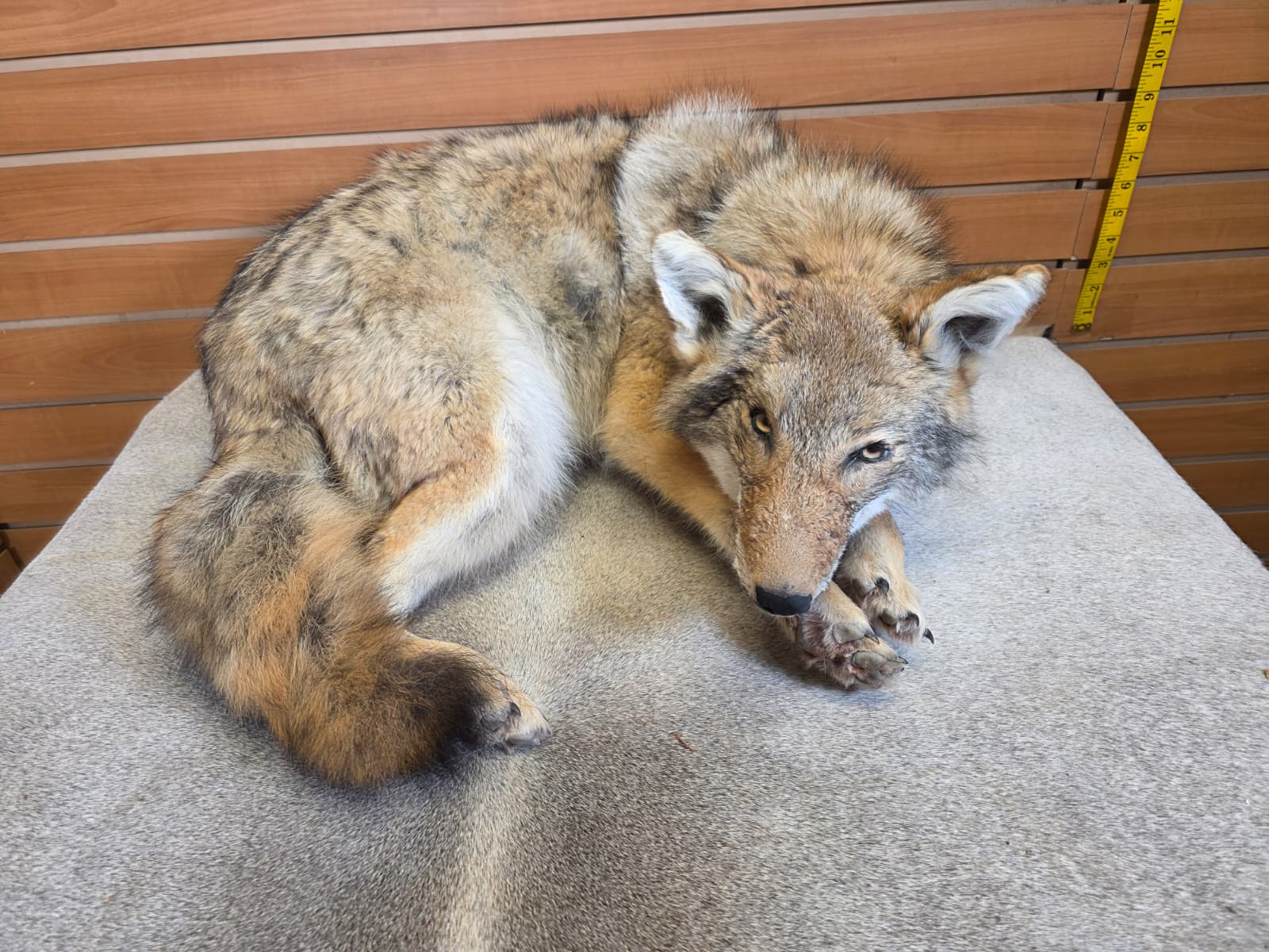 KMCY23 - Full-Body Coyote Taxidermy Mount