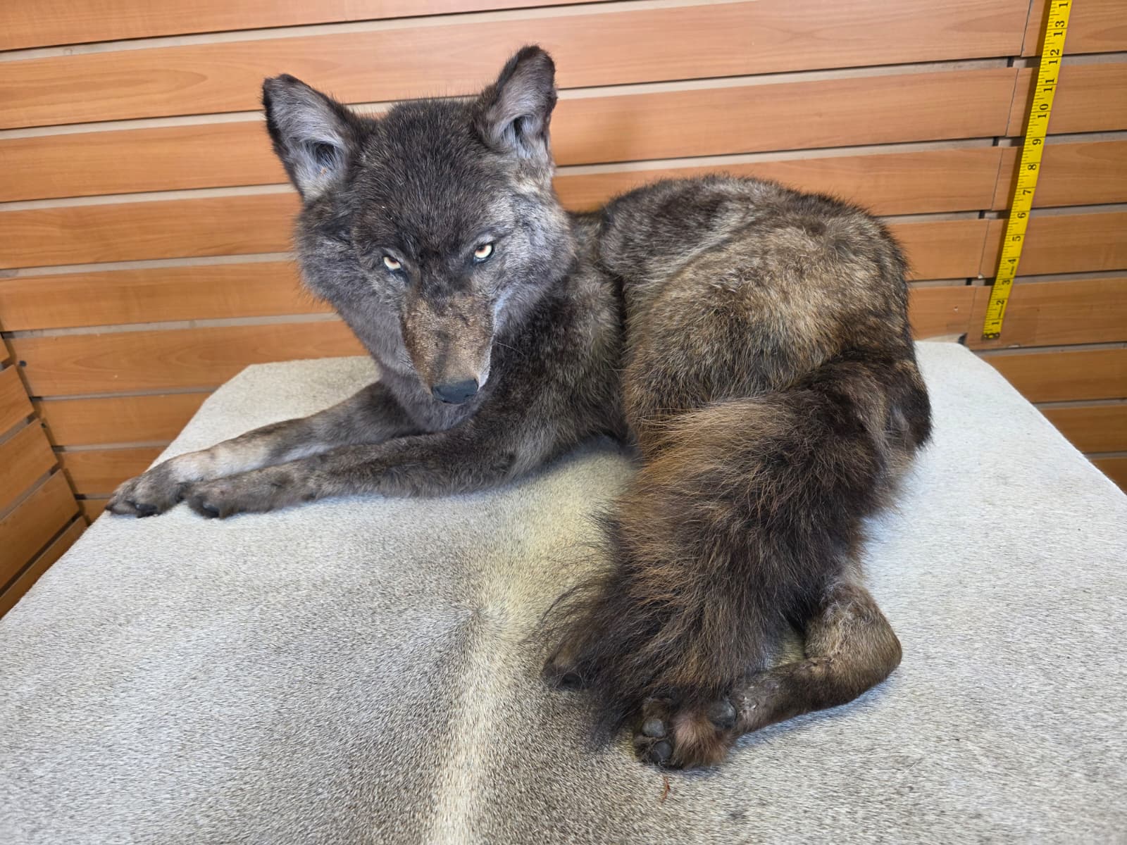 KMCY26 - Full-Body Coyote Taxidermy Mount