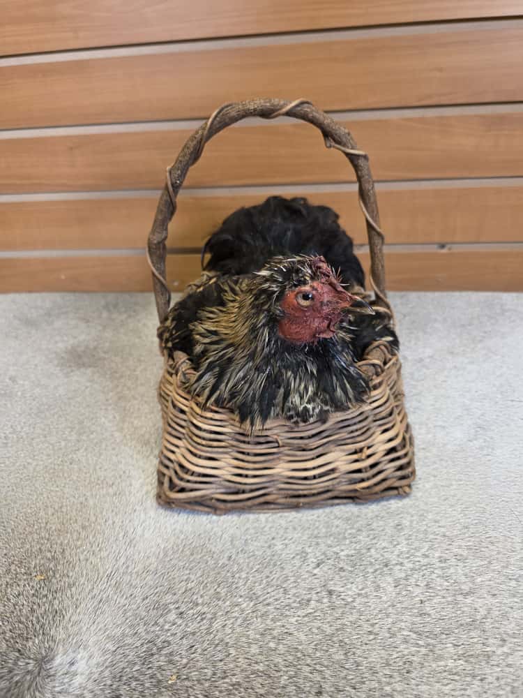 JTV286 - Cochin Bantam Chicken